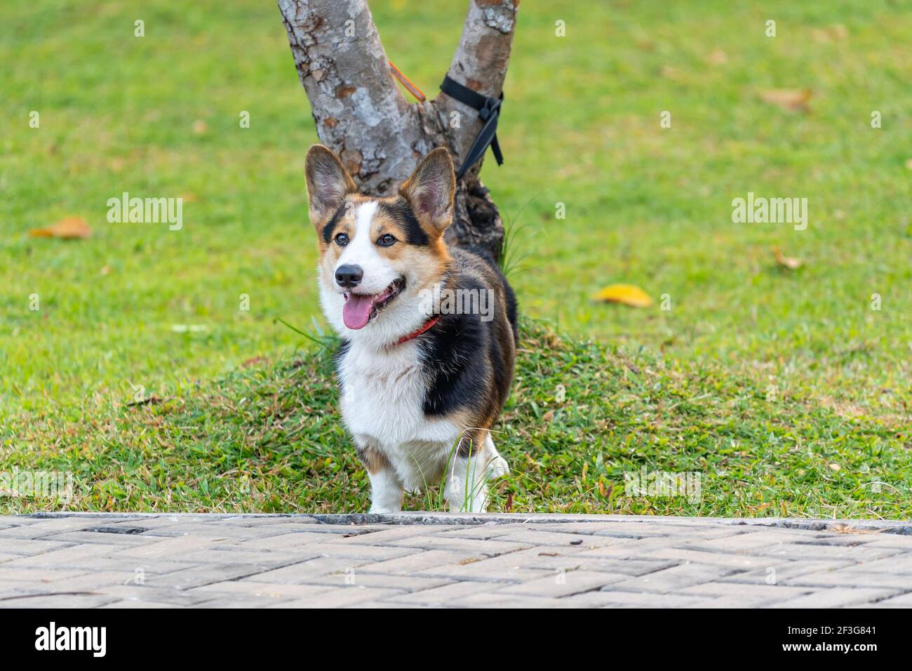 Welsh Corgi Pembroke Standing On Stockfotos Und Bilder Kaufen Alamy