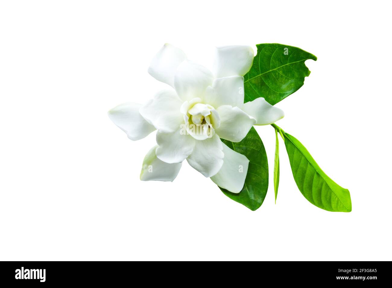 Jasmin Ausgeschnittene Stockfotos Und Bilder Seite 25 Alamy