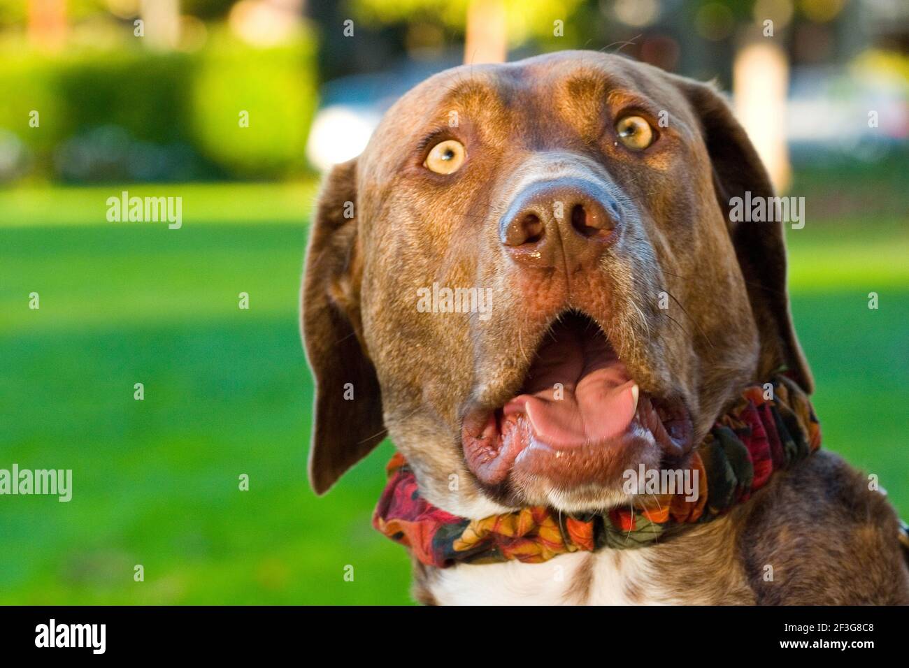 Ein Haushund (Canis familiaris oder Canis lupus familiaris) sieht in Palo Alto, Kalifornien, überrascht aus Stockfoto