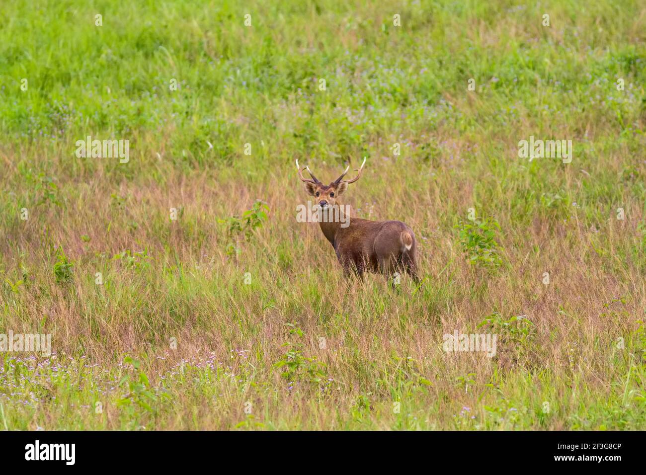 Hog Hirsch (Hyelaphus porcinus) stehen allein auf grünem Gras auf Phu Khieo Wildlife Sanctuary.Chaiyaphum Provinz, Thailand. Stockfoto