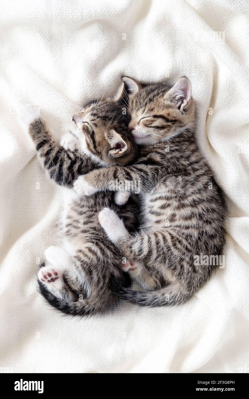 Zwei kleine gestreifte inländische Kätzchen schlafen umarmt einander zu Hause liegen auf Bett weiße Decke lustige Pose. Niedlich liebenswert Haustiere Katzen. Stockfoto