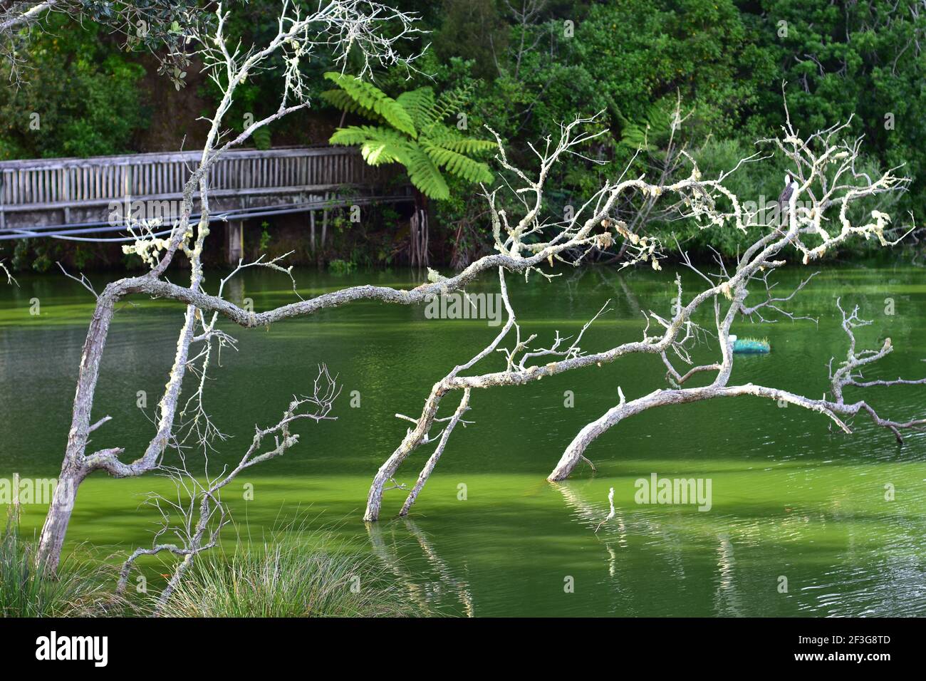 Trockene Baumzweige ragen unter der Oberfläche des Teiches mit grünem sehr trüben Wasser mit hölzernen Fußgängerbrücke und Grün im Hintergrund. Stockfoto