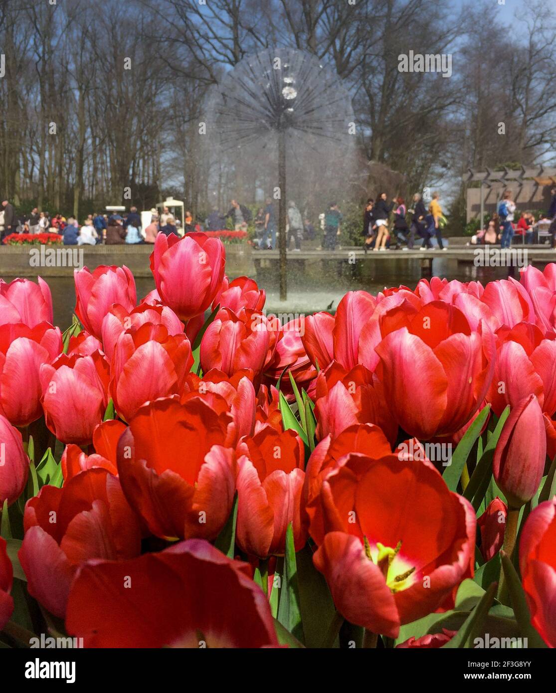 Rote Tulpen im park Stockfoto