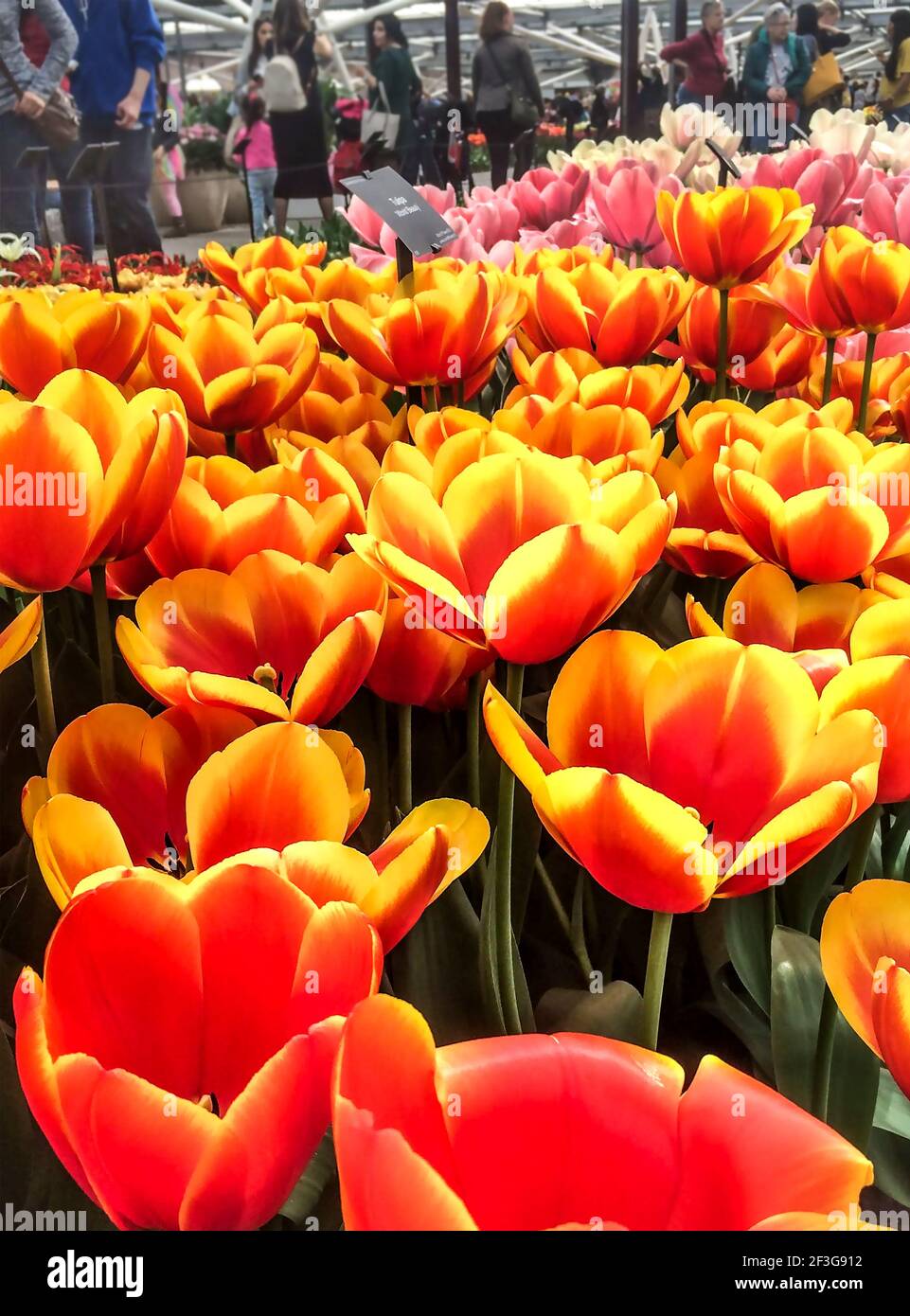 Orangefarbene und gelbe Tulpen Stockfoto