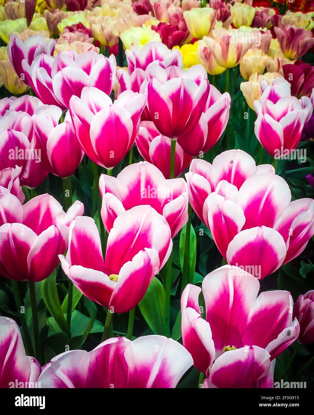 Mehrfarbige Tulpen in einem Garten Stockfoto
