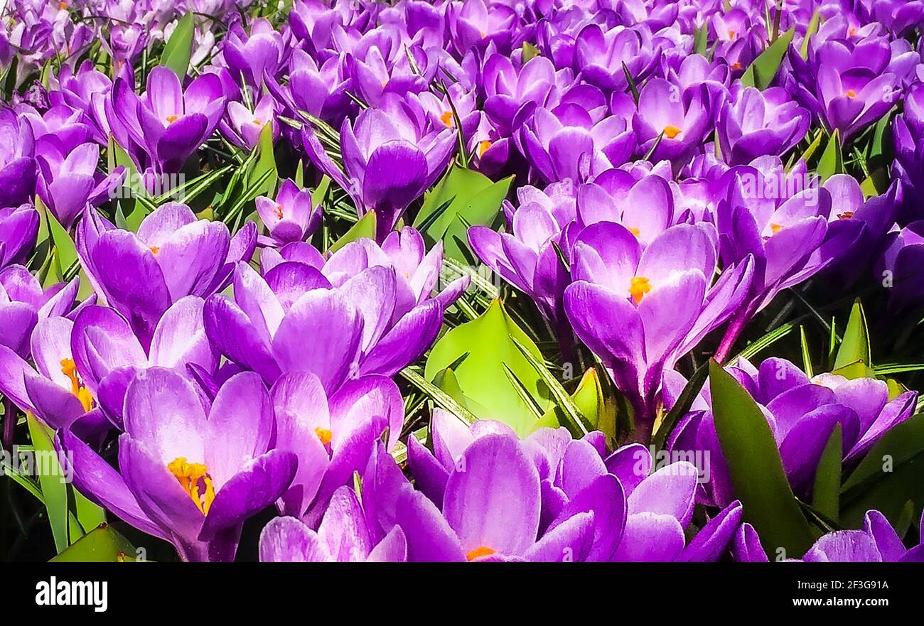 violette Tulpen Hintergrund Stockfoto