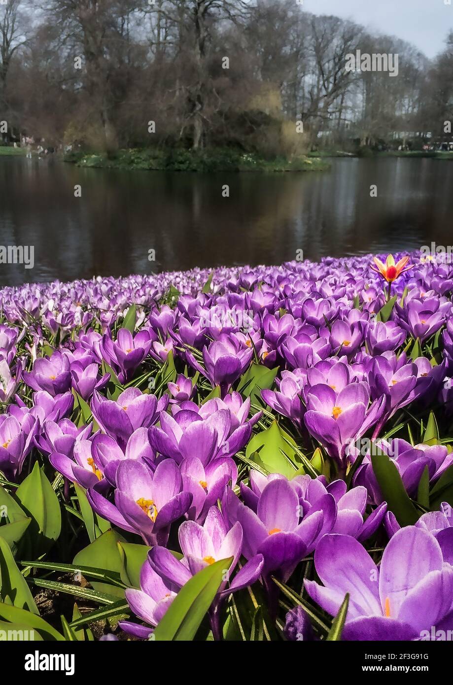 Frühling im Park Stockfoto