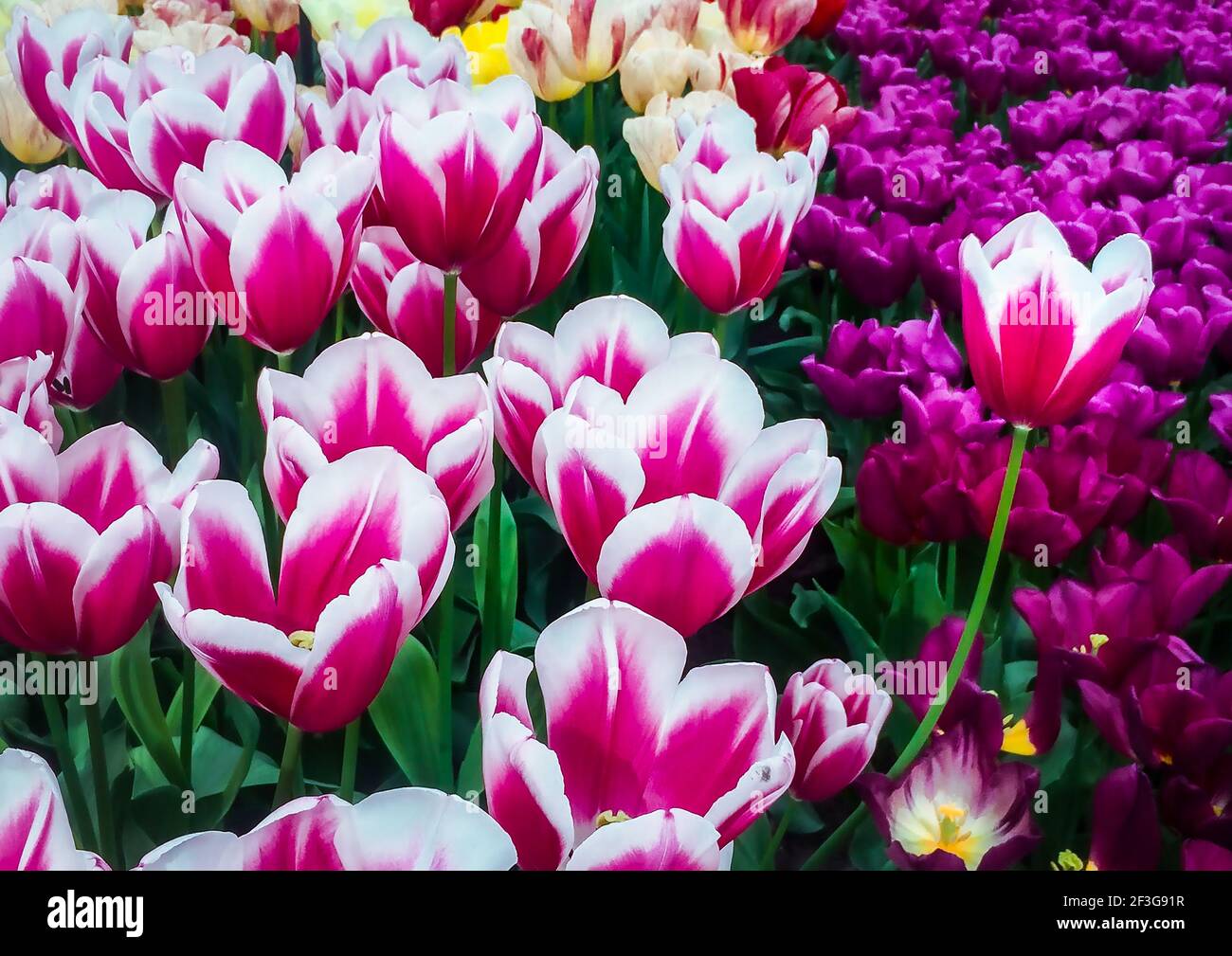 Rosa und weiße Tulpen Stockfoto