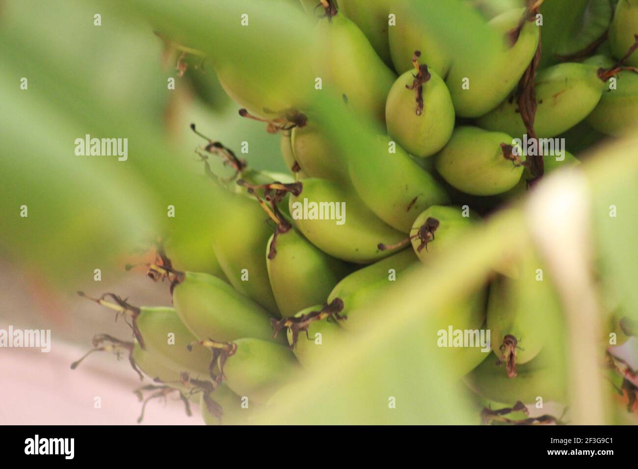 Grüne Bananen Stockfoto