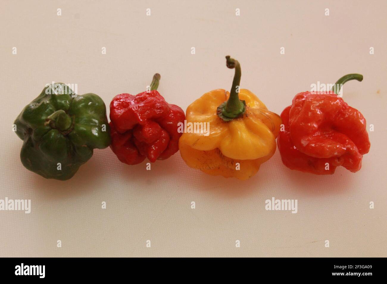 Scotch Bonnet Pfeffer Stockfoto