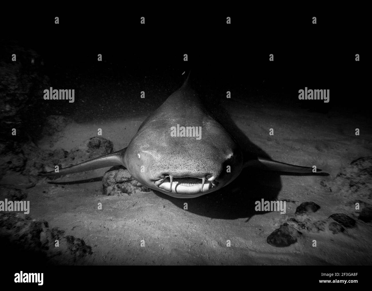 Ein direkter Blick in das Gesicht eines Nurse Shark, der nachts auf dem Sand am Boden des Indischen Ozeans ruht, in Schwarz und Weiß Stockfoto