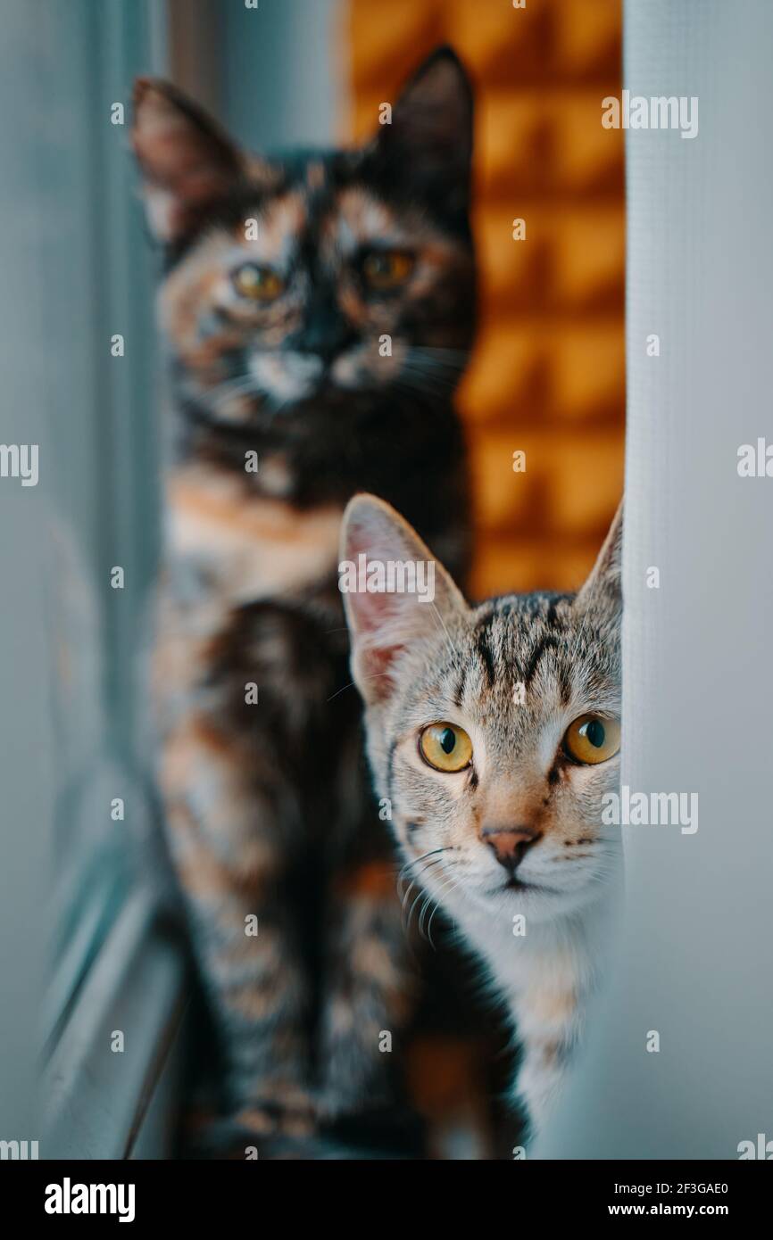 Tabby Kätzchen gucken aus hinter Vorhang. Haustiere am Fenster. Zwei Hauskatzen schauen in die Kamera. Pussycat sitzt auf der Fensterbank. Stockfoto