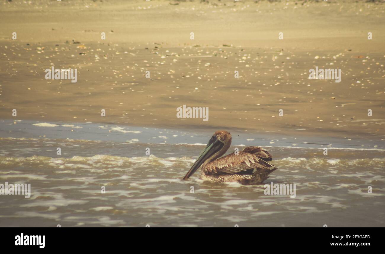 Brown Pelican schwimmen Stockfoto