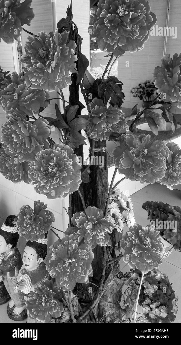 Rote Hibiskusblüte in der Morgenzeit in Bali Indonesien. Stockfoto