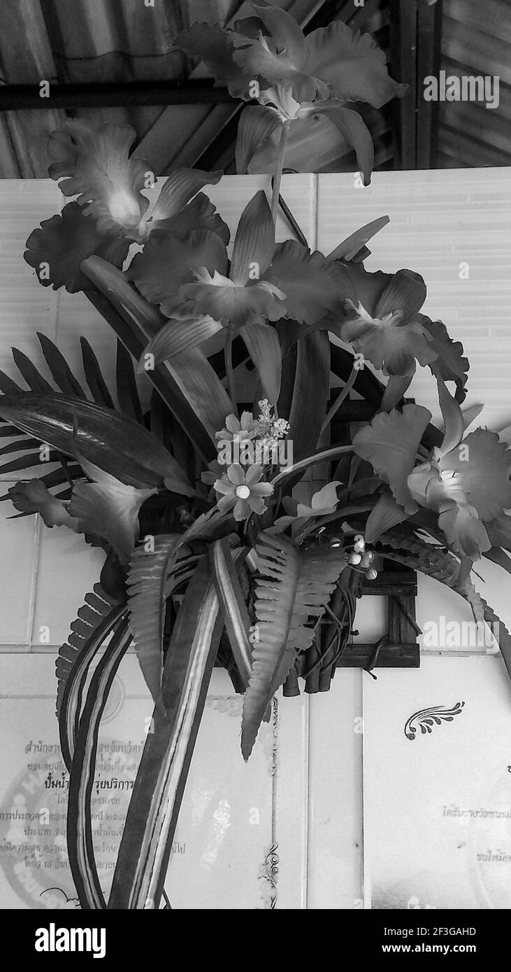 Rote Hibiskusblüte in der Morgenzeit in Bali Indonesien. Stockfoto