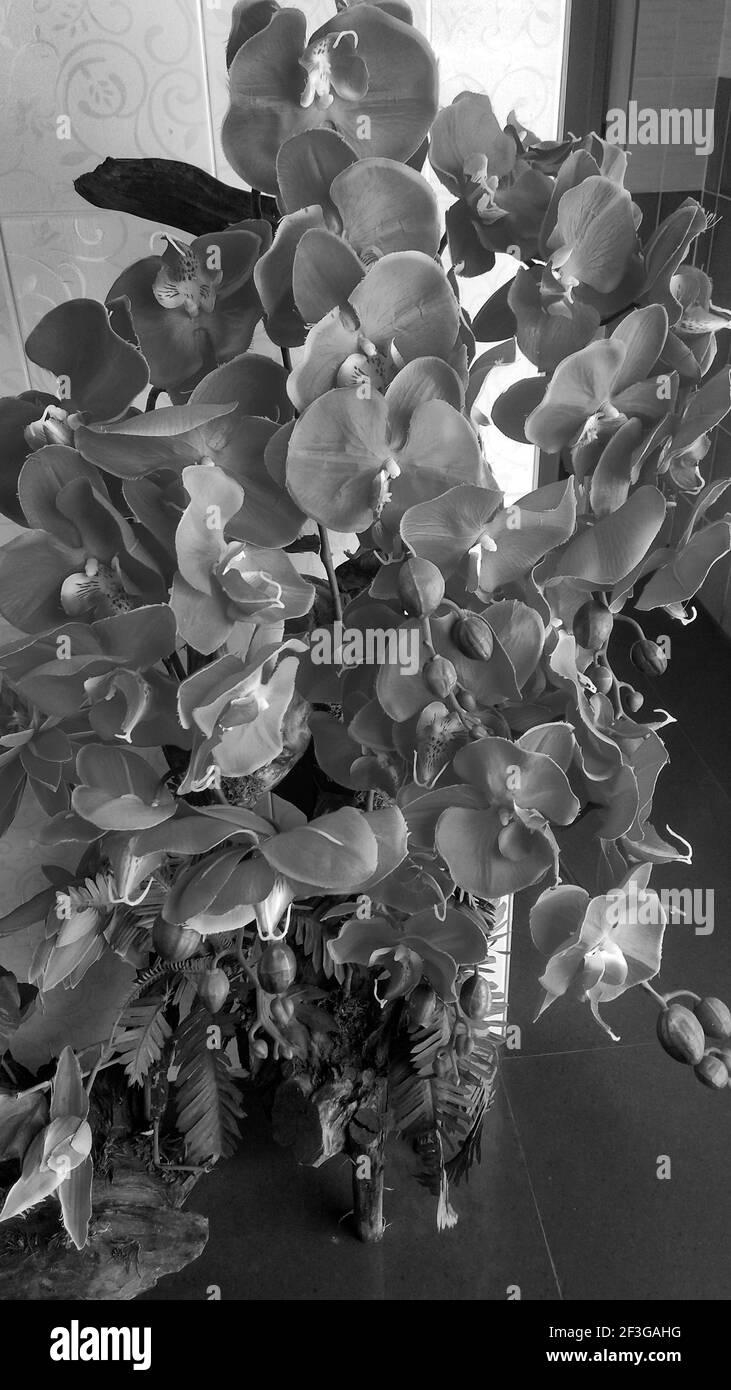 Rote Hibiskusblüte in der Morgenzeit in Bali Indonesien. Stockfoto