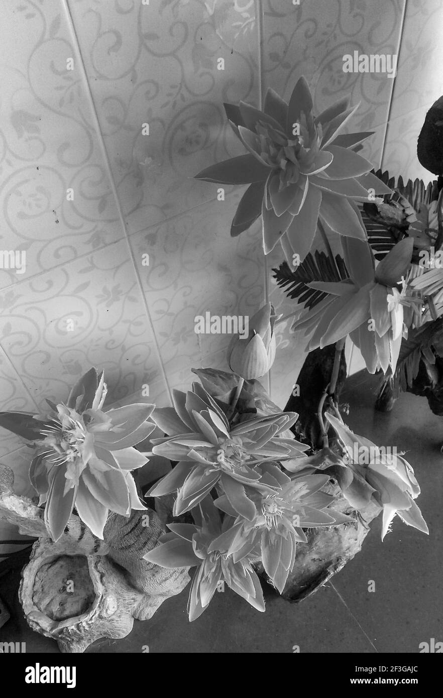 Rote Hibiskusblüte in der Morgenzeit in Bali Indonesien. Stockfoto