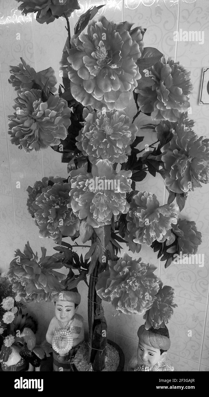 Rote Hibiskusblüte in der Morgenzeit in Bali Indonesien. Stockfoto