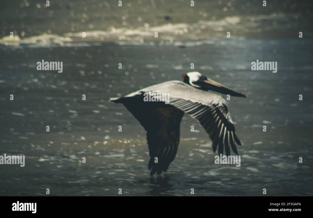 Brauner Pelikan fliegt über Wasser Stockfoto