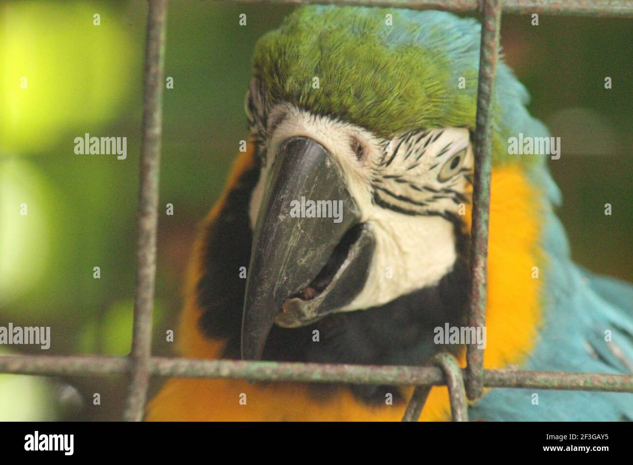 Ara in Gefangenschaft Stockfoto