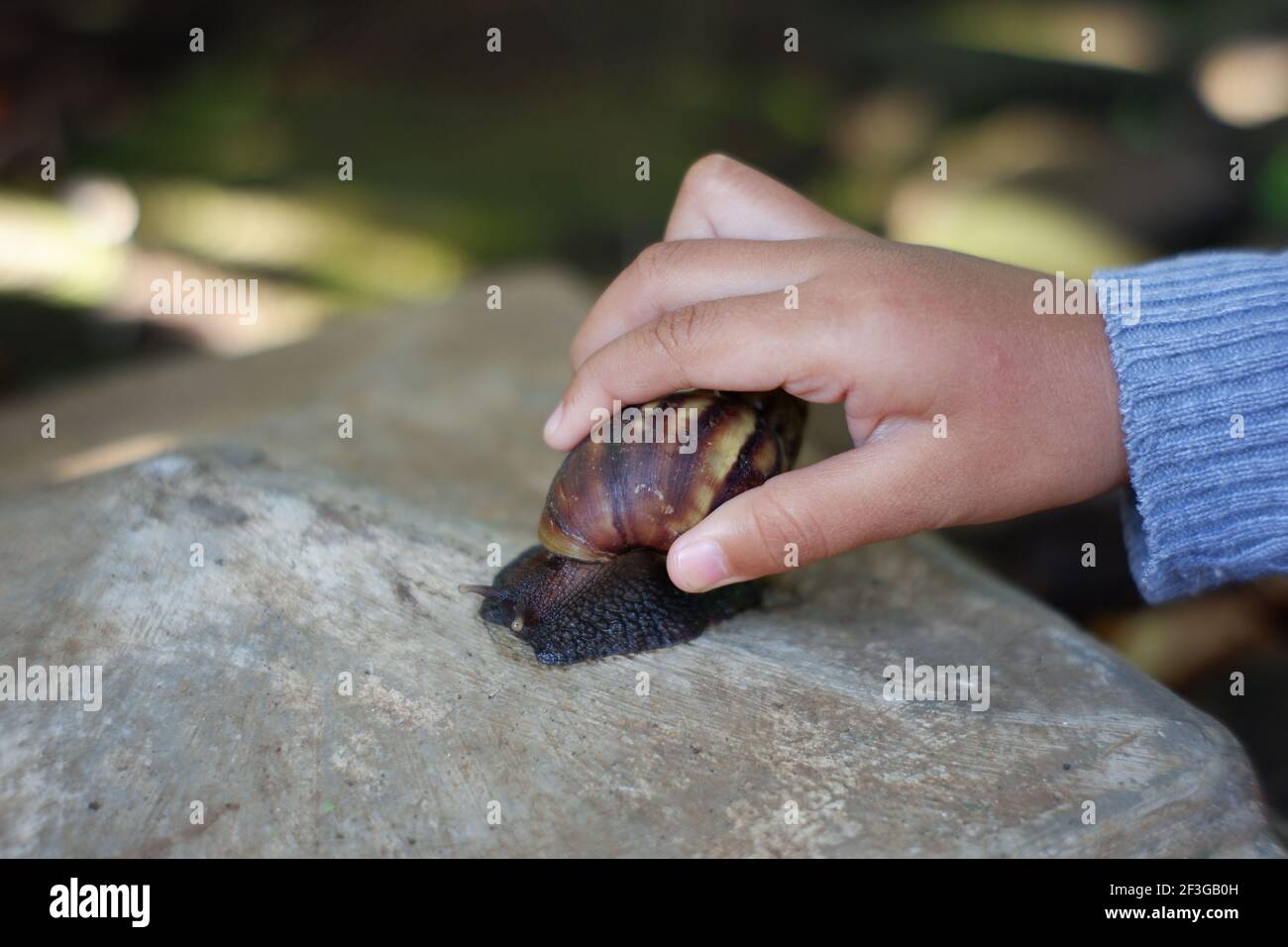 Kleine Kinderhand nimmt die Schnecke auf dem Felsen. Spielen Sie mit Kegelmuschel Tiere Stockfoto