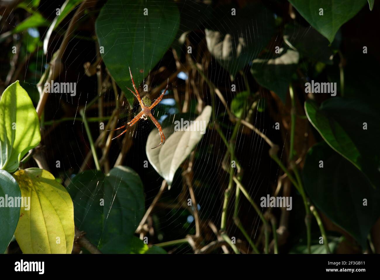 Gelbe Spinne zwischen den Blattblättern. Eine kleine Spinne macht ein Fangnetz Stockfoto