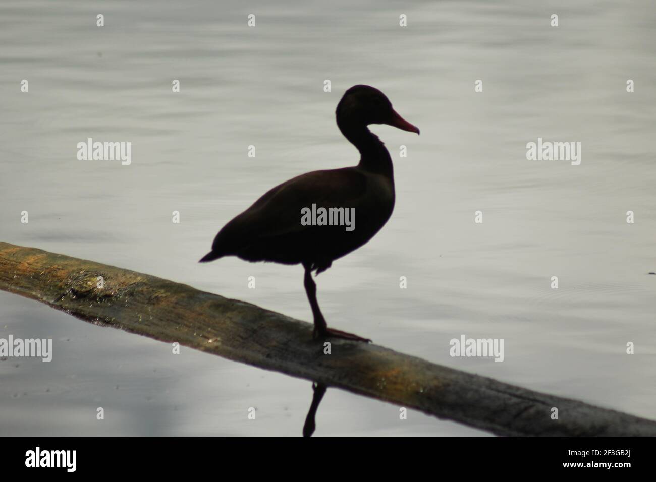 Fulvous pfeifende Ente, die in der Nähe des Wassers steht Stockfoto