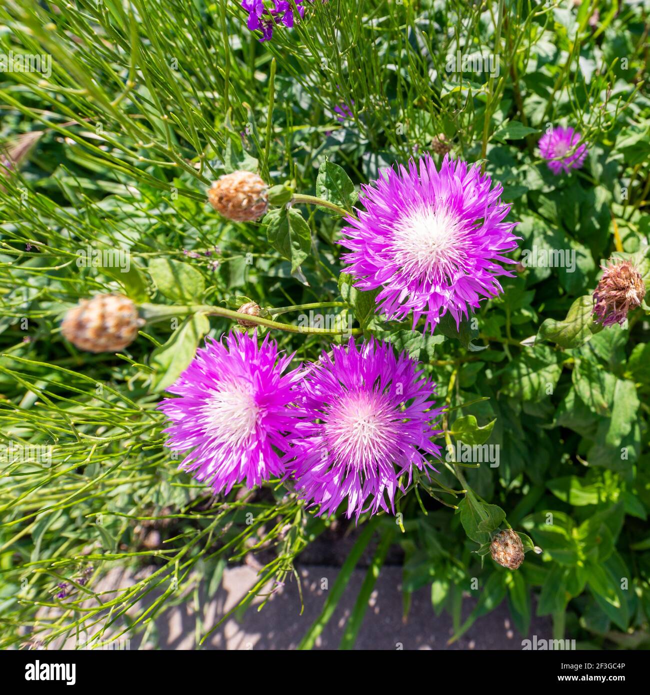 Blume der Weißwale Kornblume im Frühjahr, Centaurea dealbata. Stockfoto