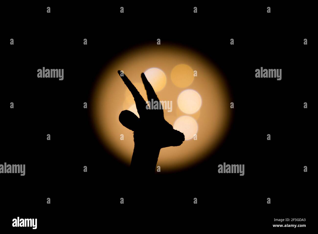 gazelle schaut gerade fotografiert mit hellem Licht im Hintergrund Und mit kurzer Verschlusszeit mit klarem Schatten Stockfoto