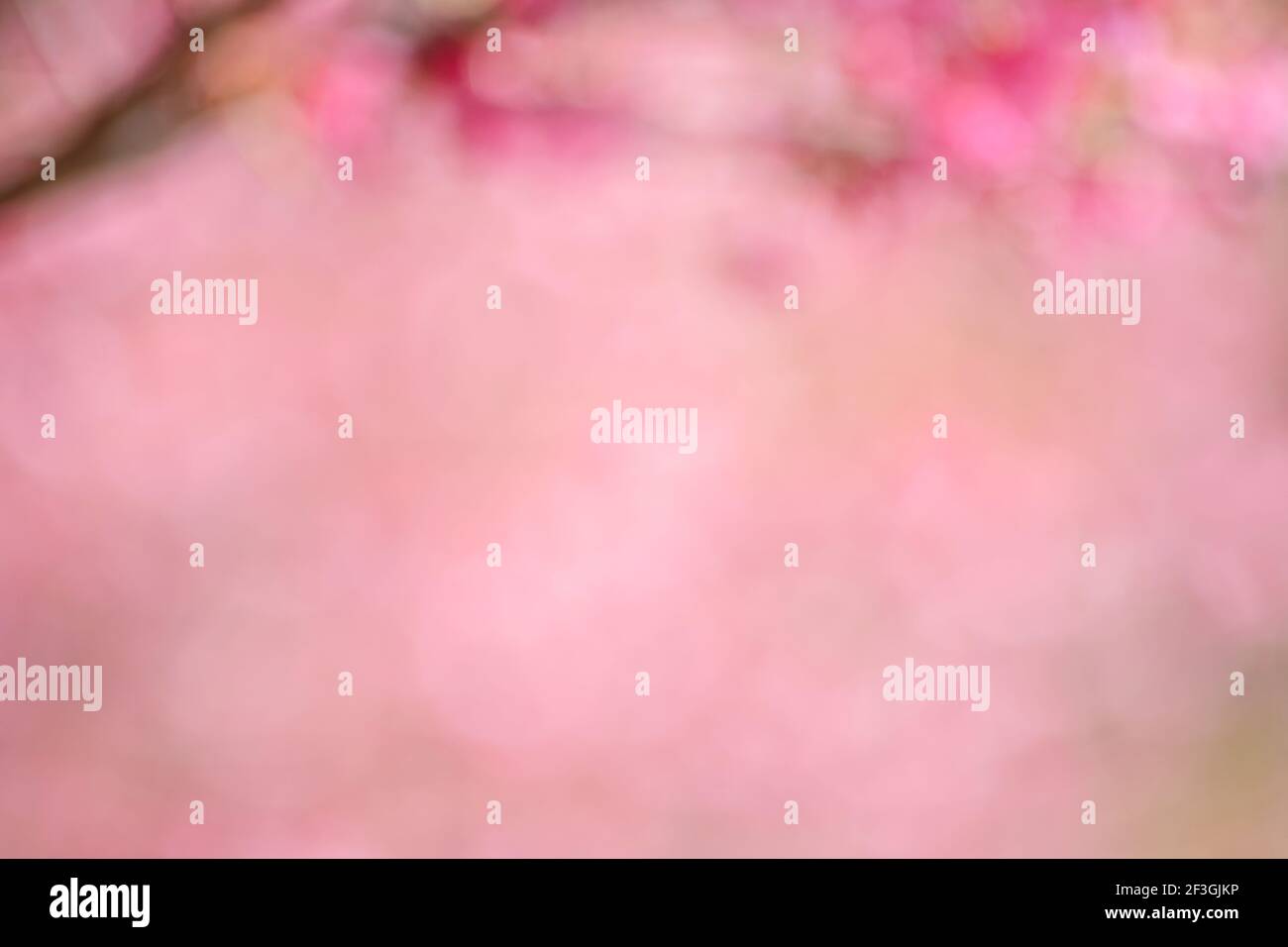 Verschwommener abstrakter rosa Hintergrund aus Kirschblüten (Sakura) Blumen Stockfoto