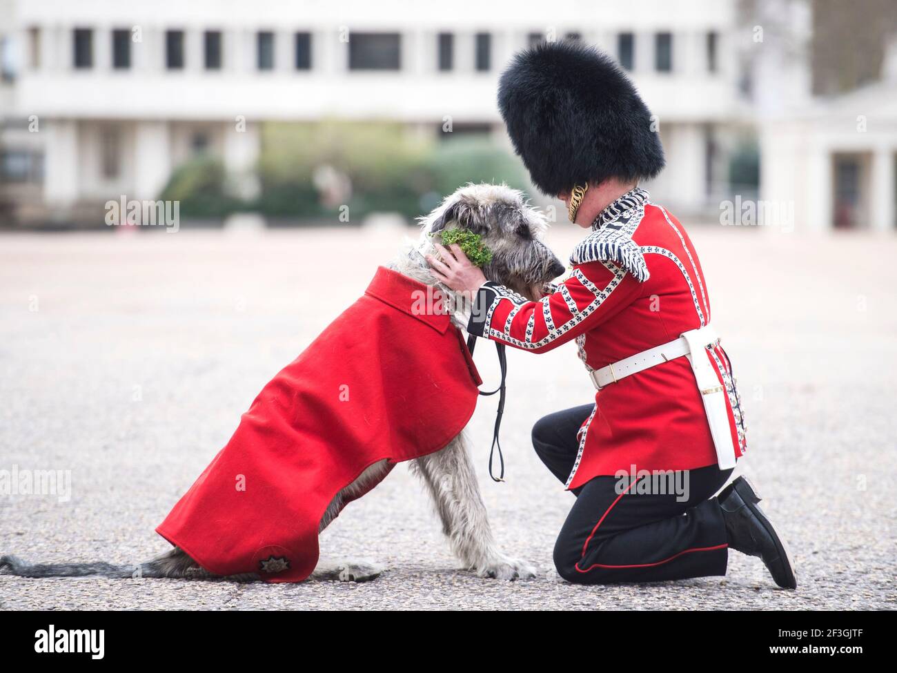 Das neue Maskottchen der Irish Guards, Irish Wolfhound Turlough Mor, mit seinem Handler-Schlagzeuger Adam Walsh in Wellington Barracks, London, bevor er am Mittwoch im Vorfeld der privaten St. Patrick's Day-Feierlichkeiten des Regiments mit seinem Shamrock überreicht wurde. Bilddatum: Dienstag, 16. März 2021. Stockfoto