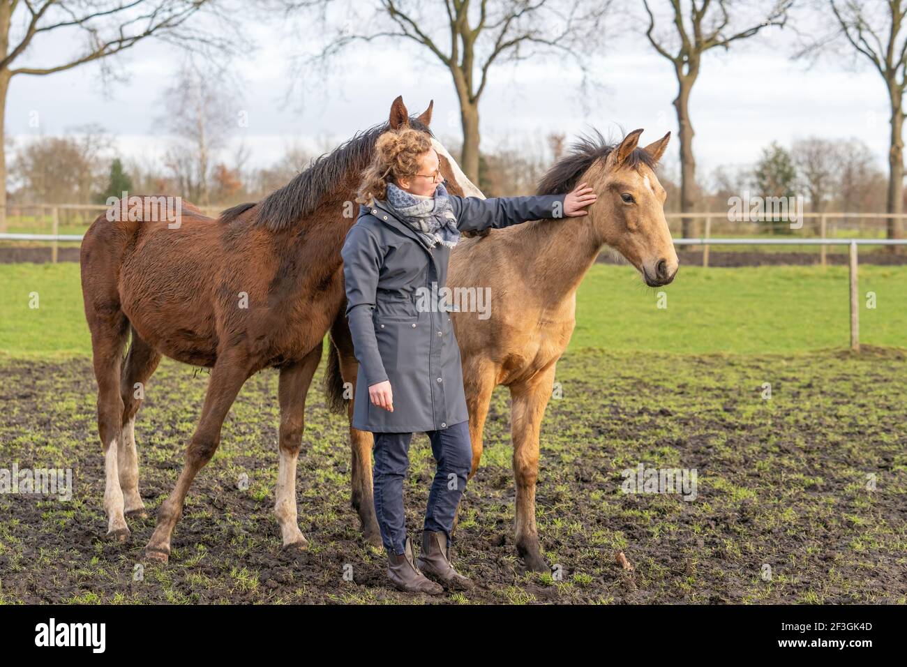 Eine junge Frau sozialisierte eine Gruppe von sechs Monate alten Fohlen auf der Weide. Im Winter trägt sie Outdoor-Kleidung Stockfoto