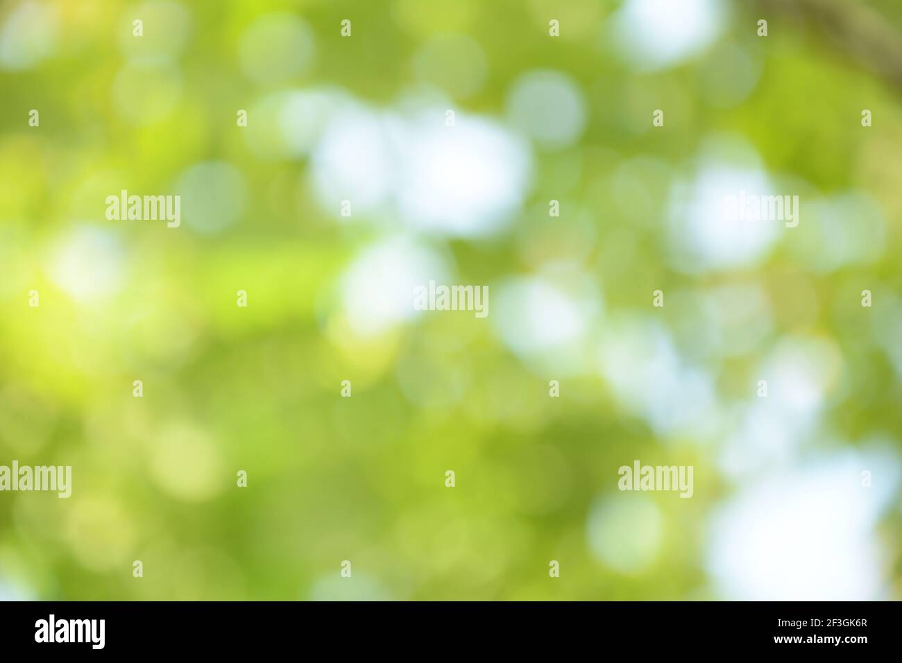Verschwommener Bokeh grüner Hintergrund von Baumblättern und Ästen Stockfoto