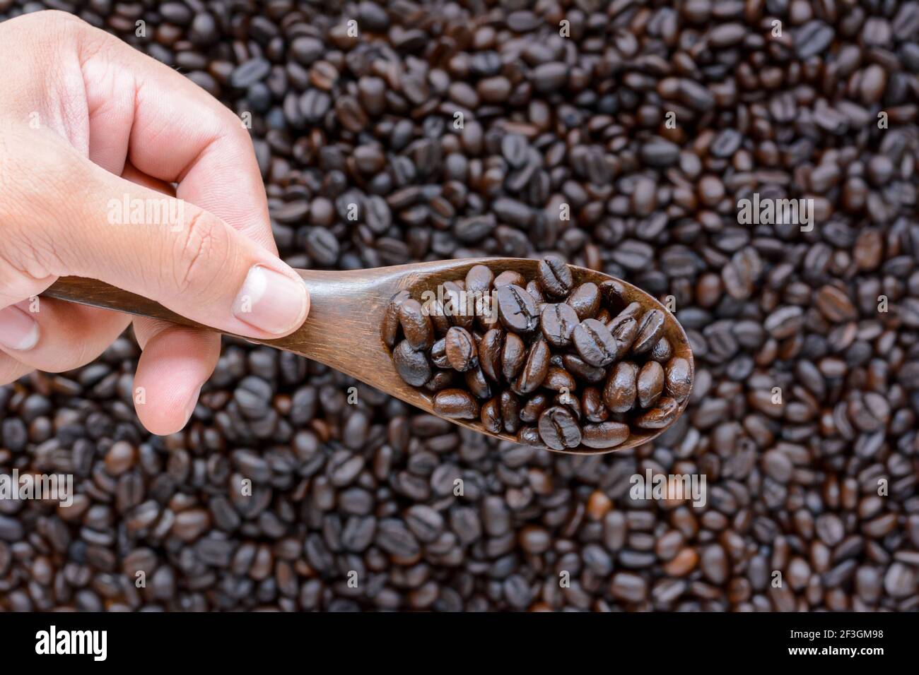 Hand halten Löffel von dunklen gerösteten Kaffeebohnen Stockfoto