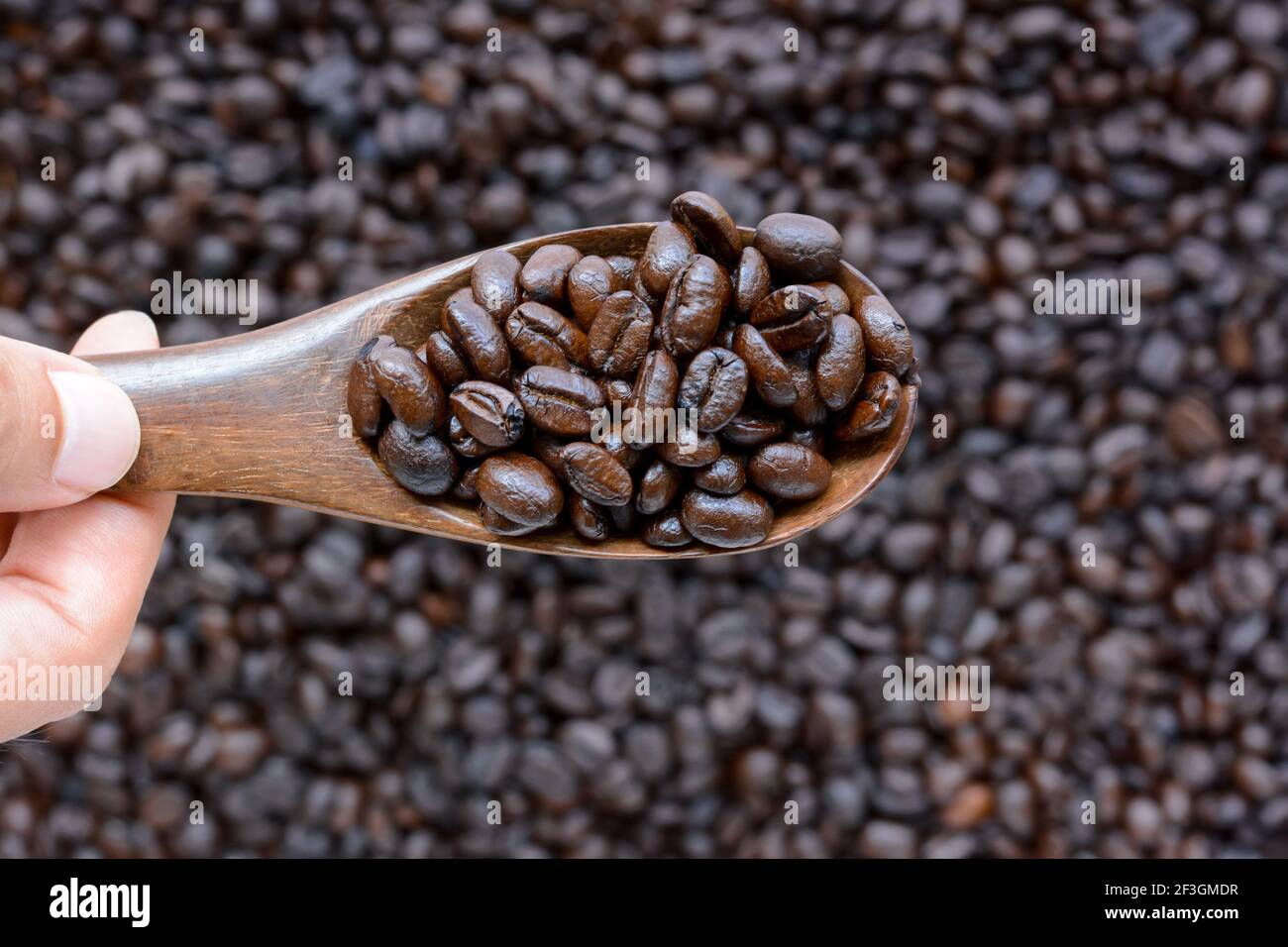 Hand halten Löffel von dunklen gerösteten Kaffeebohnen Stockfoto