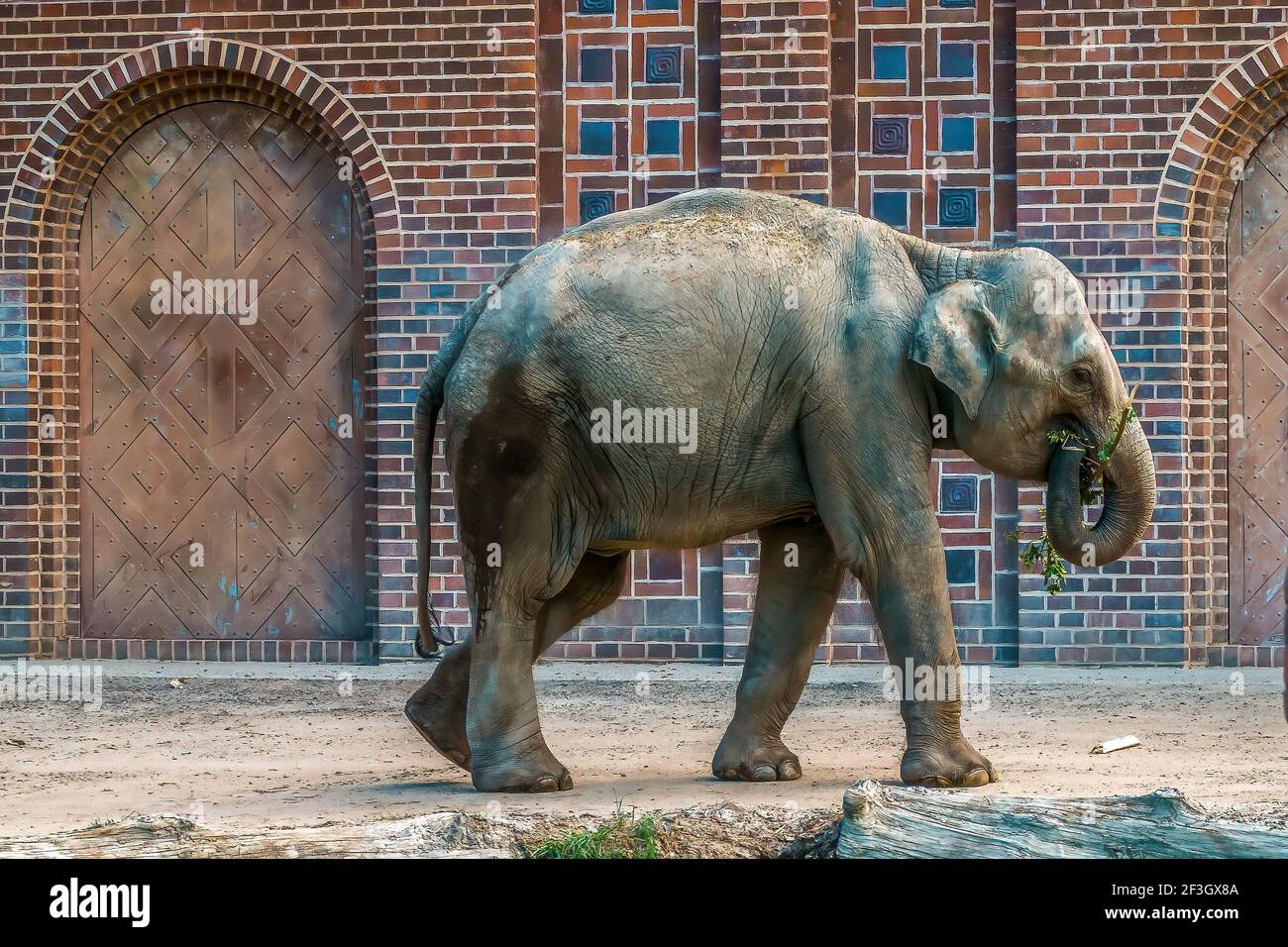 Ein indischer Elefant genießt die Übung im Leipziger Zoo Stockfoto