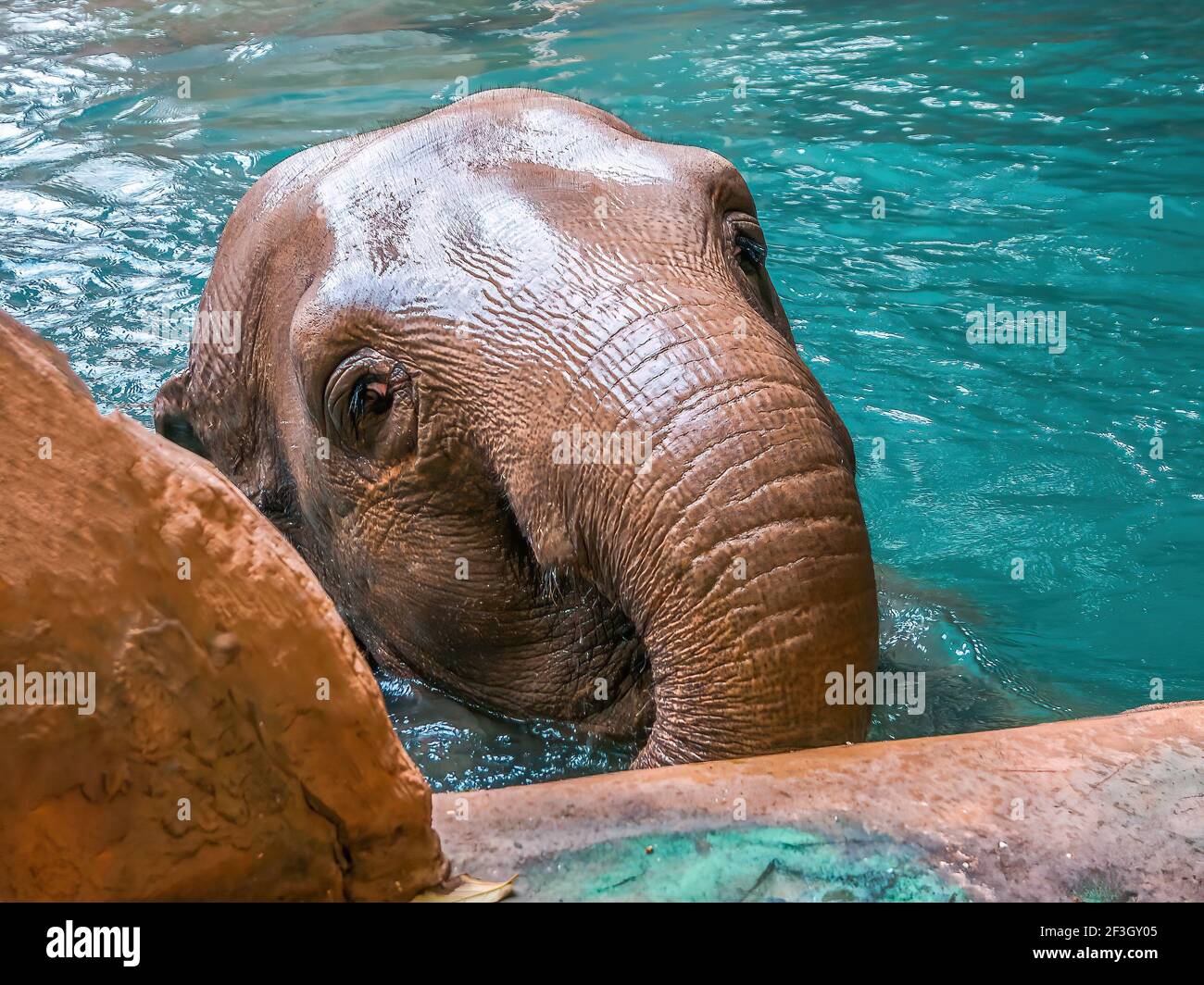 Ein indischer Elefant genießt das klare Wasser im Leipziger Zoo Stockfoto