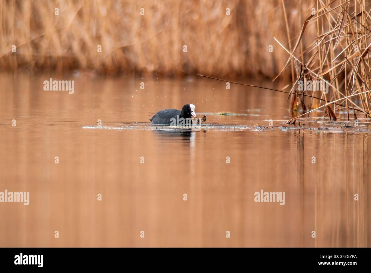 Eurasischer Ruß schwimmt auf einem Teich Stockfoto