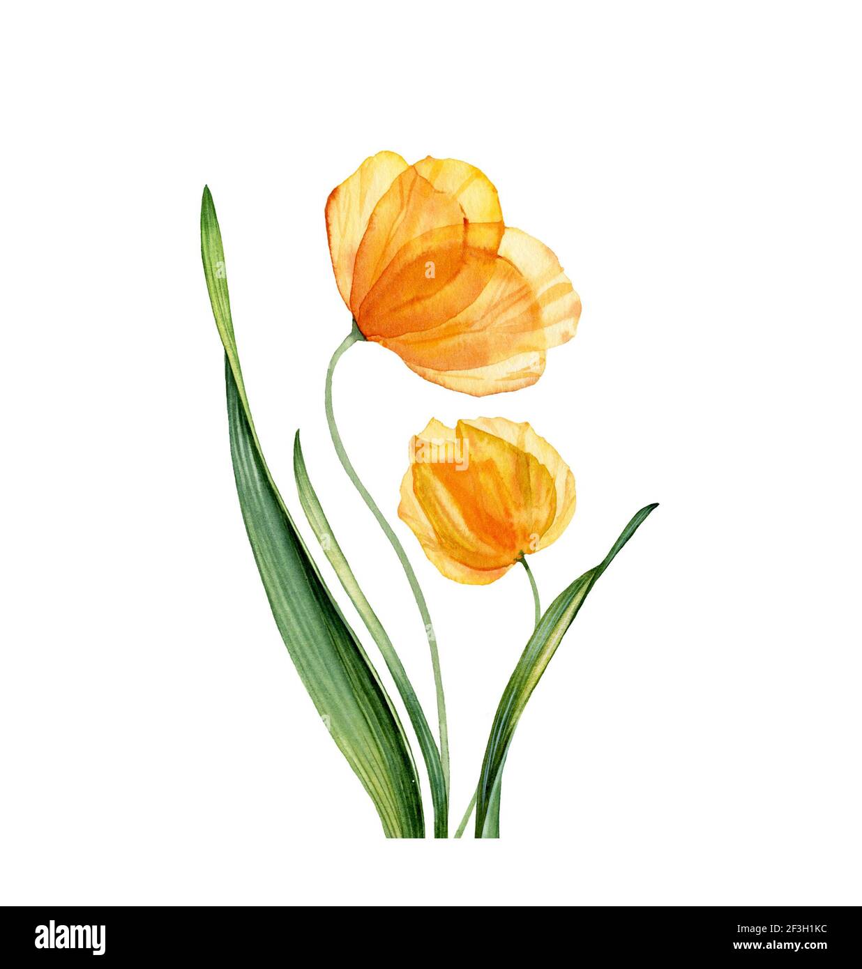 Aquarell gelbe Tulpen. Frühling orange Blüten mit grünen Blättern. Handgezeichnete Komposition mit Blumenmuster. Realistische botanische Illustration für Osterkarten Stockfoto