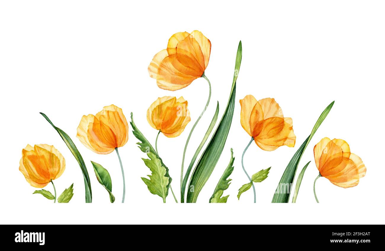 Aquarell Feld Blumen. Frühlingsgelbe Blüten mit grünen Blättern. Handgezeichnetes Banner mit Blumenmuster. Realistische botanische Illustration für Osterkarten Stockfoto