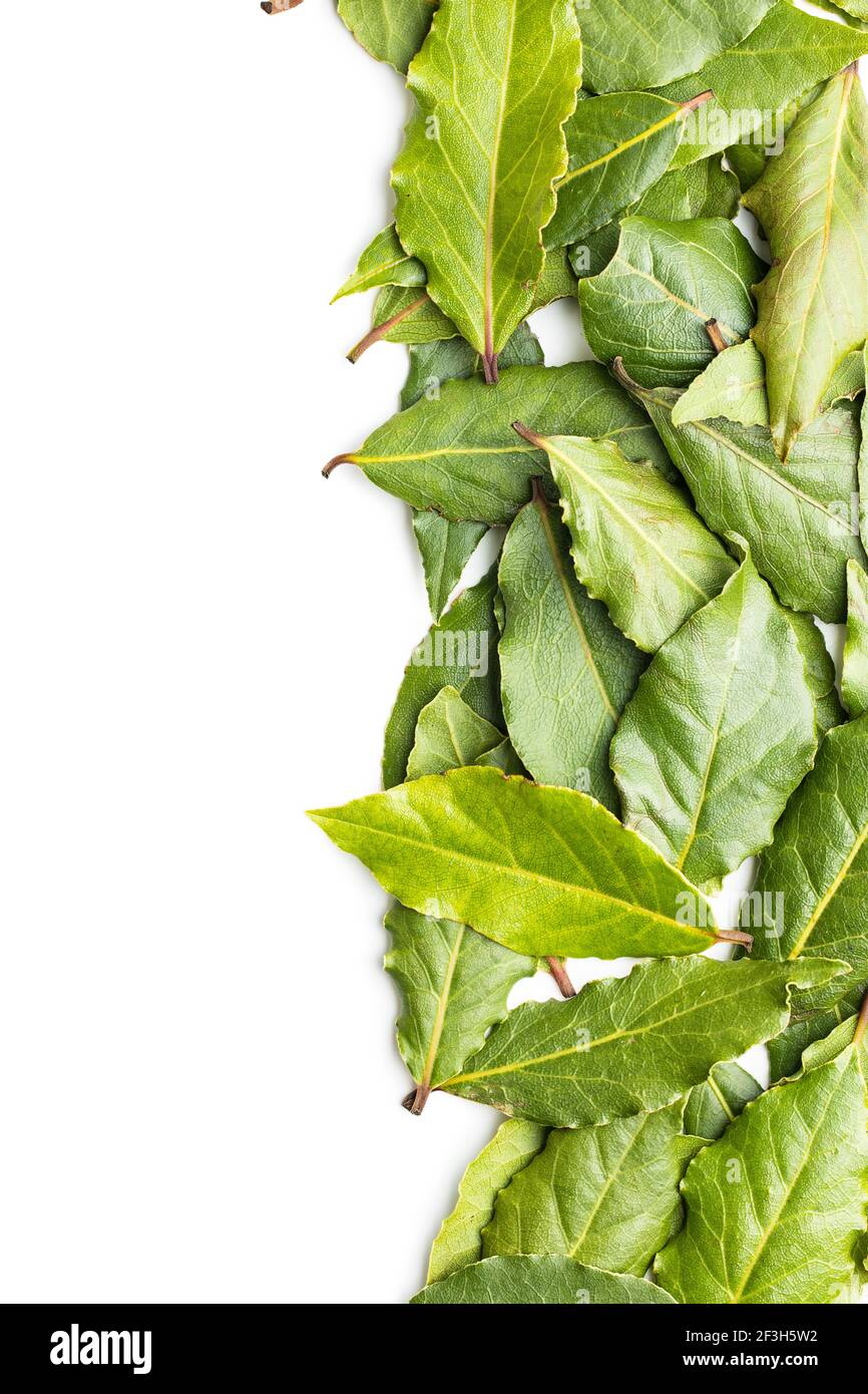 Frische grüne Lorbeerblätter isoliert auf weißem Hintergrund. Stockfoto