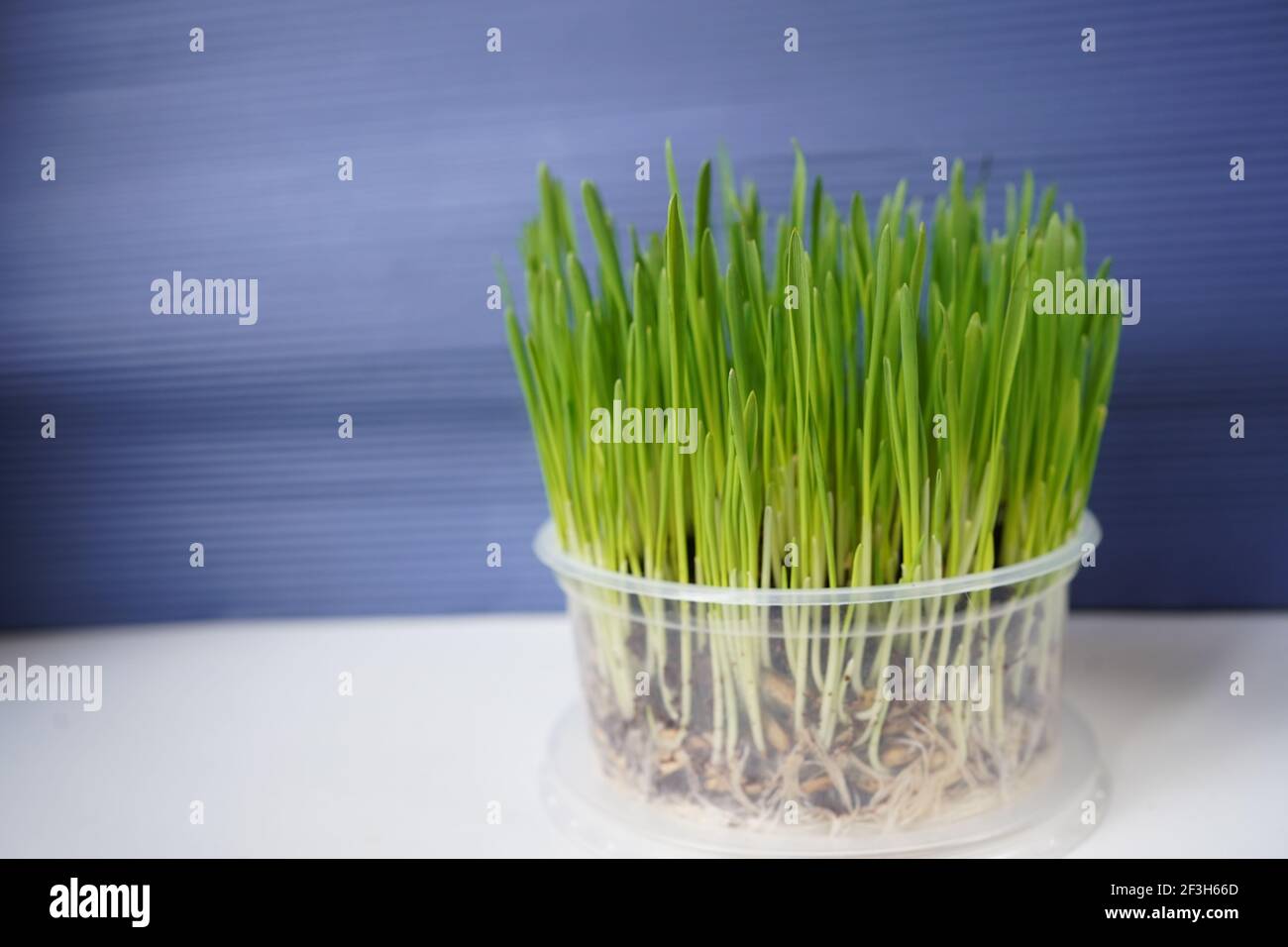 Sprossen aus Hafer Vitamingras für Katzen Stockfoto