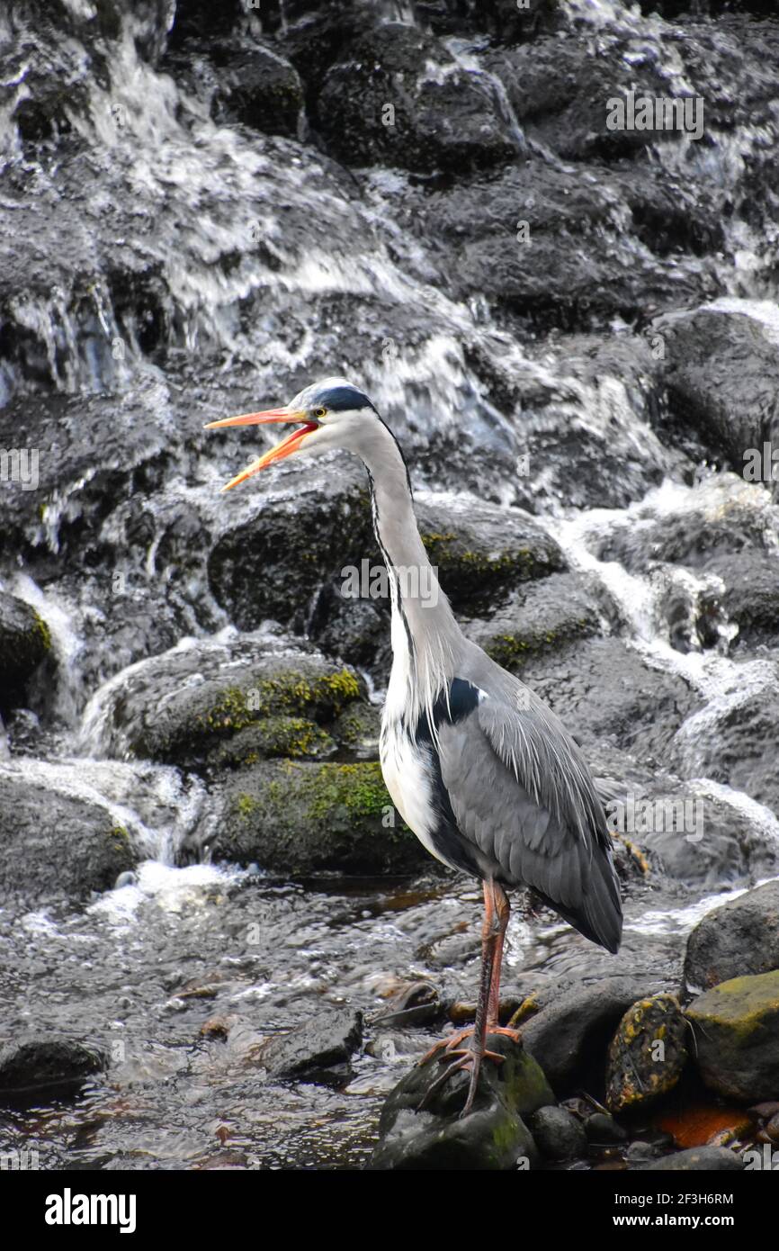 Graureiher, Hebden Wasser, Hebden Bridge, Calderdale, West Yorkshire Stockfoto