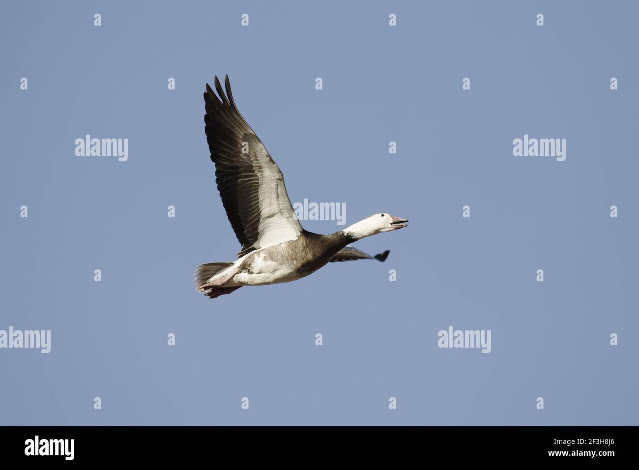 Schneegans - Blaue Form im Flug Anser caerulescens Bosque Del Apache NWR New Mexico, USA BI017371 Stockfoto