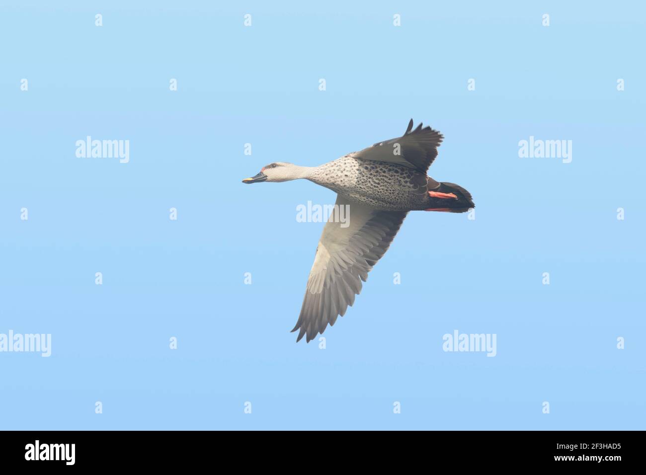 Spot-Billed Duck - im Flug Anas poecilorhyncha Keoladeo Ghana National Park Bharatpur Rajasthan Indien BI017761 Stockfoto