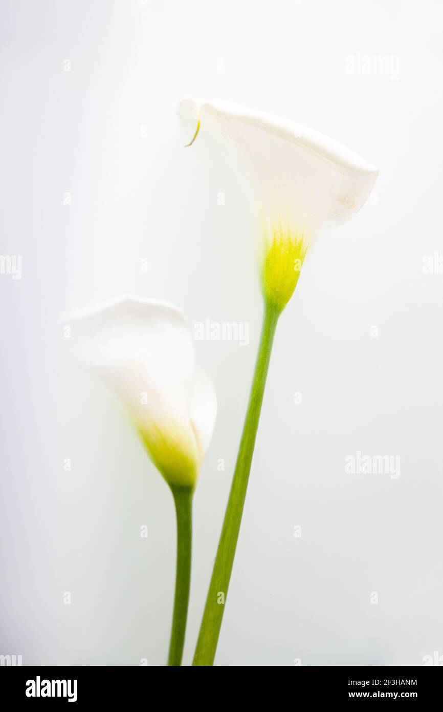 Zarte Calla-Blüten mit zerbrechlichen Blütenblättern auf weißem Hintergrund Stockfoto