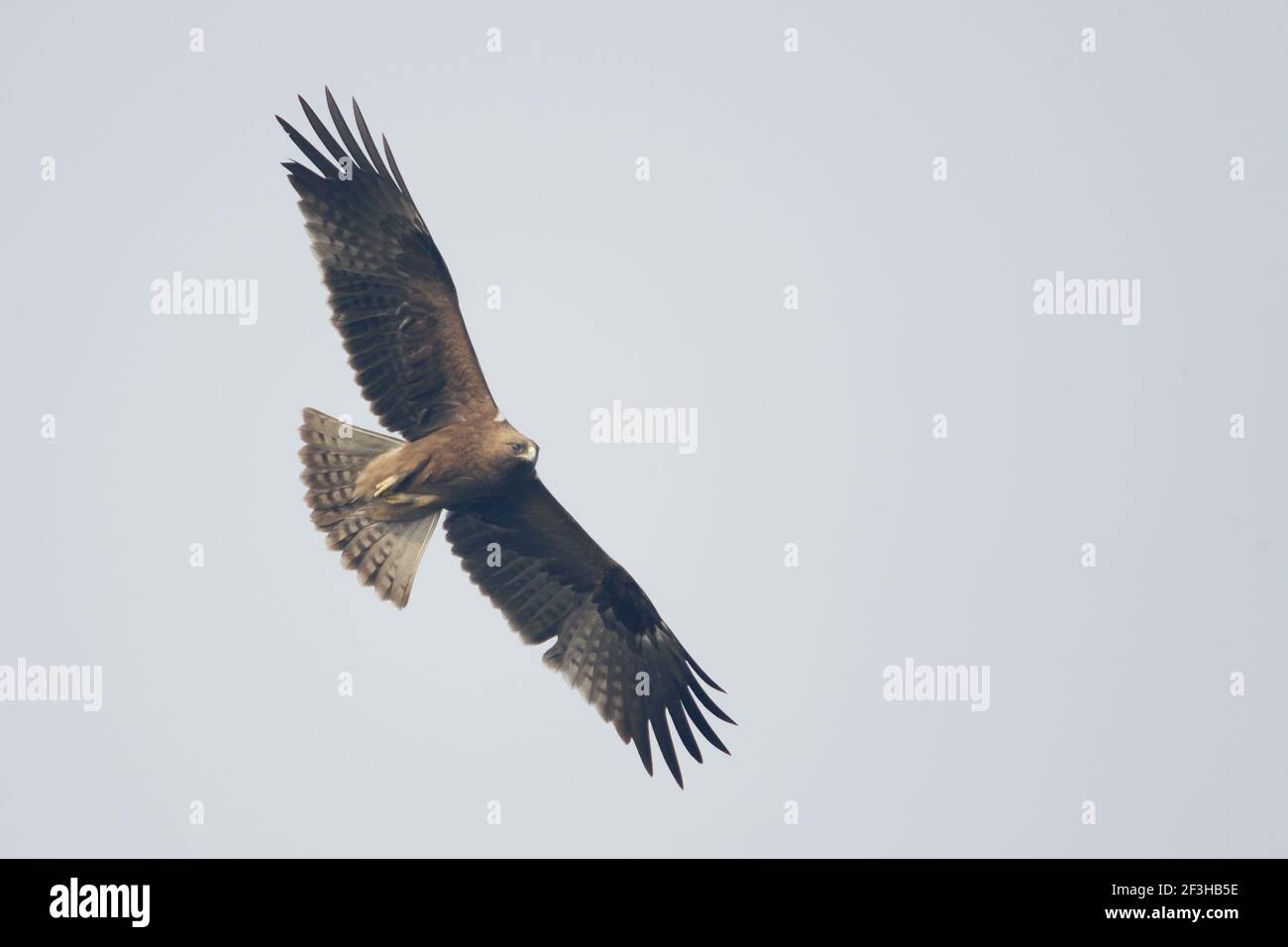 Zwergadler - im FlugHieraaetus pennatus Keoladeo Ghana National Park Bharatpur Rajasthan Indien BI017879 Stockfoto