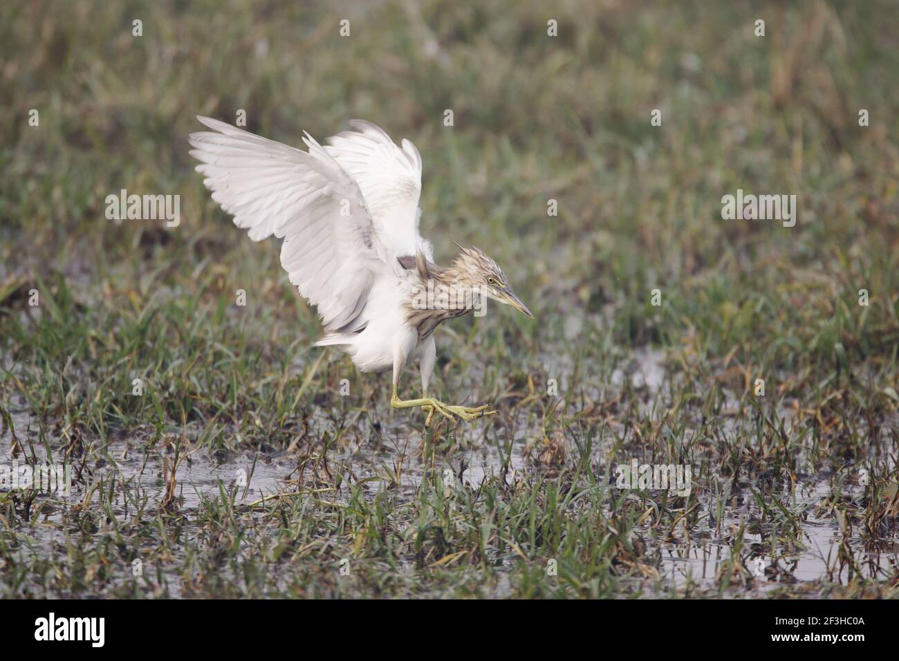Indian Pond Heron - Jagd nach Beute Ardeola greyii Keoladeo Ghana National Park Bharatpur Rajasthan Indien BI017980 Stockfoto