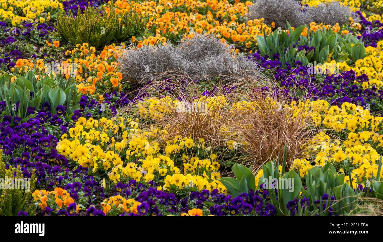 Blumenarrangement in gelbvioletten Farben Stockfoto
