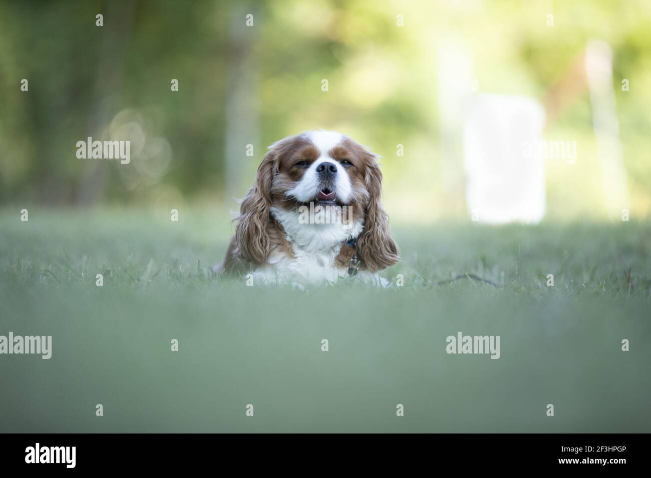 cavalier König auf Gras Teppich entspannend. Stockfoto